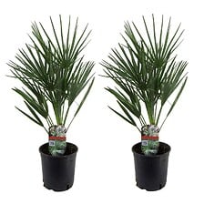 PLANT IN A BOX Chamaerops Humilis - Set de 2 - ...