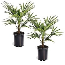 PLANT IN A BOX PLANT IN A BOX Trachycarpus Fortunei - Set de 2 - Palmier éventail - Pot 15c ... code EAN 7428479453388 