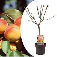 PLANT IN A BOX PLANT IN A BOX Prunus Armeniaca - Abricotier - Arbre fruitier - ⌀21cm - Haut ... code EAN 7428479590458 