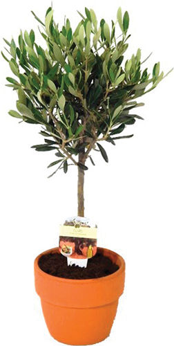  OLIVIER EN POT 
AVEC BOUTEILLE 
D'HUILE D'OLIVE code EAN 7436930666635 