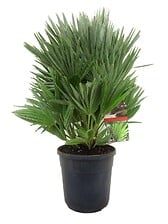 PLANT IN A BOX PLANT IN A BOX Chamaerops 'Vulcano' - Palmier nain rustique - Pot 24cm - Hau ... code EAN 7440848233223 