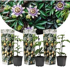 PLANT IN A BOX PLANT IN A BOX Passiflora Edulis - Set de 3 - Plantes grimpante - Pot 9cm -  ... code EAN 7442919526548 