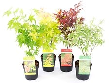 PLANT IN A BOX Acer palmatum - Set de 4 - Erabl...