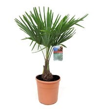 PLANT IN A BOX Trachycarpus Fortunei - Palmier ...