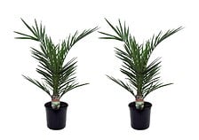 PLANT IN A BOX Phoenix Canariensis - Set de 2 -...