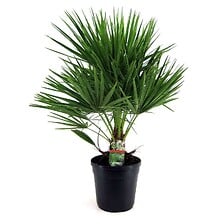 PLANT IN A BOX Chamaerops Humilis - Palmier nai...