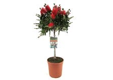PLANT IN A BOX PLANT IN A BOX Callistemon citrinus - plante d'abat-jour - Pot 21cm - Hauteu ... code EAN 7442924135131 