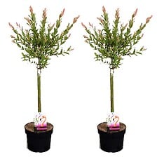 PLANT IN A BOX Salix Flamingo - Set de 2 - Saul...