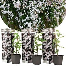 PLANT IN A BOX Jasminoides Officinale - Set de ...