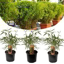 PLANT IN A BOX Fargesia Rufa - Set de 3 - Bambo...