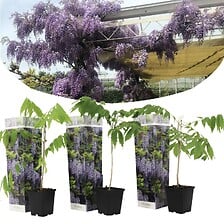 PLANT IN A BOX Wisteria sinensis - Set de 3 - P...