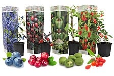 PLANT IN A BOX Smoothie - Mélange de 4 - Goji,C...
