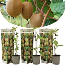 PLANT IN A BOX Kiwi Actinidia 'Jenny' - Set de ...