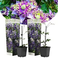 PLANT IN A BOX Clematis Taiga - Set de 2 - Plan...