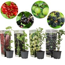 PLANT IN A BOX Berry Mix - Mélange de 4 - Plant...