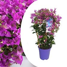 PLANT IN A BOX PLANT IN A BOX Bougainvillea 'Alexandra' - Violet - Plante jardin - Pot 17cm ... code EAN 7442924149138 