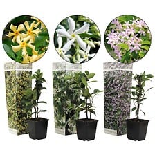 PLANT IN A BOX Trachelospernum jasminoides - Mé...