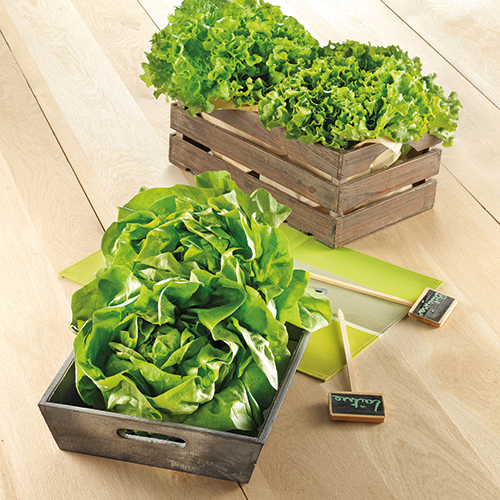 RETROUVEZ EN CE MOMENT SES SALADES BATAVIAS,
FE...