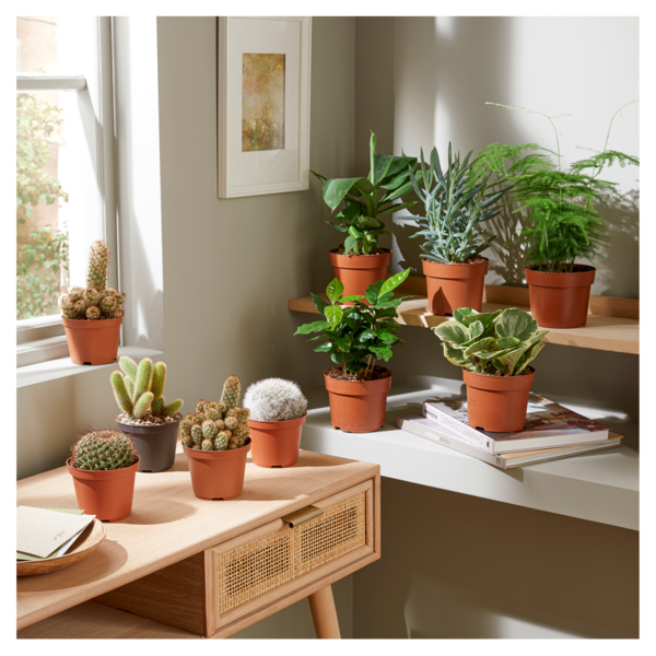  CACTUS OU SUCCULENTE POT 10.5 CM  code EAN 8032755220022 