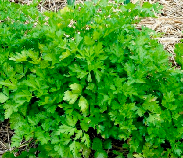  Plants De Plantes Aromatiques 1 L code EAN 8033866260709 