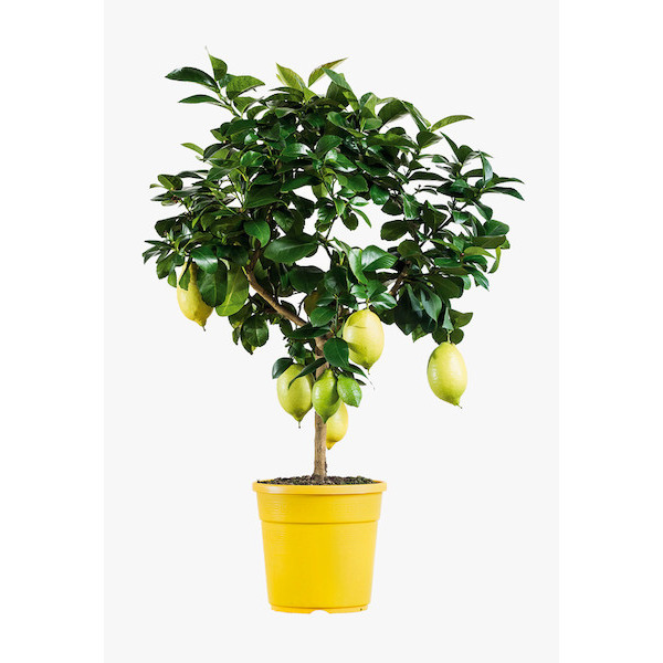  Citronnier code EAN 8033928968901 