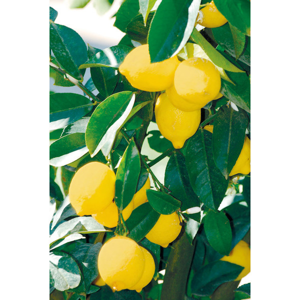  CITRONNIER code EAN 8033928968925 