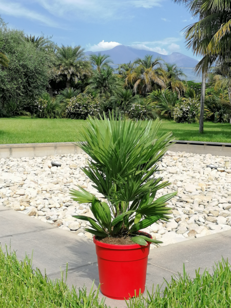  Chamaerops humilis compacta code EAN 8034076920971 