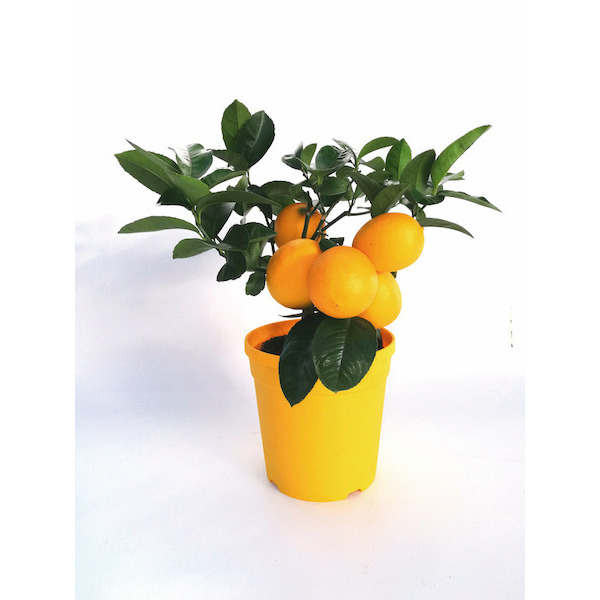  Citronnier 4 saisons
 code EAN 8050612912040 