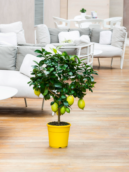  Citronnier 4 saisons code EAN 8050612912057 