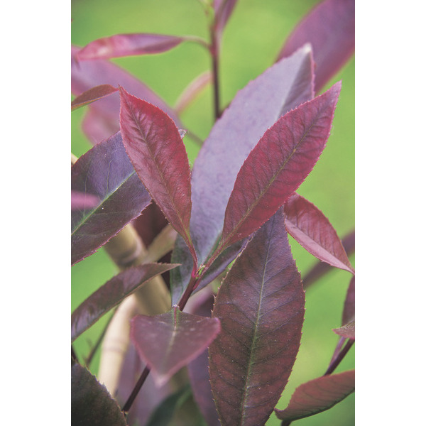  Photinia Red robin code EAN 8051838621181 