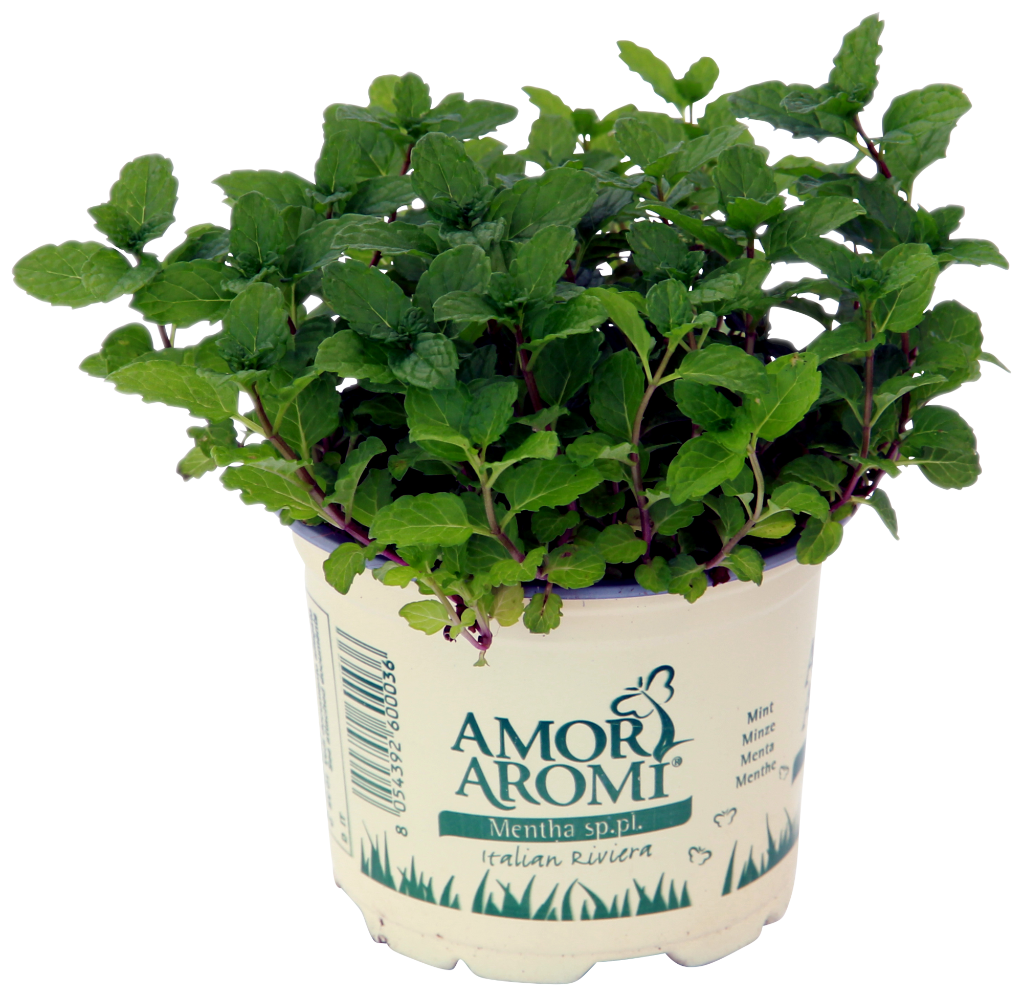  MENTHE code EAN 8054392600036 