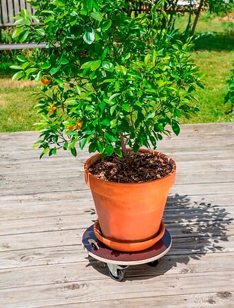 NORTENE Roule pot bois flora