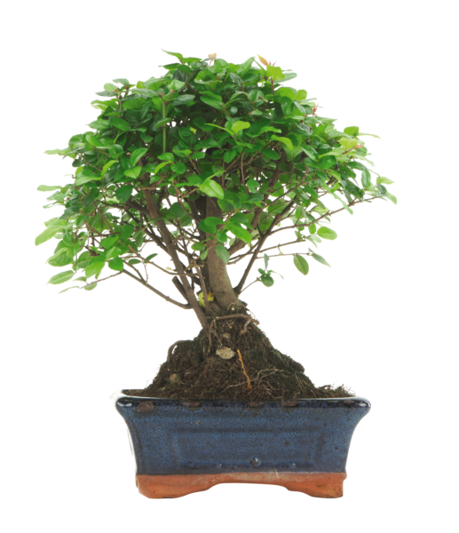  Bonsaï 5 Ans code EAN 8422844001012 