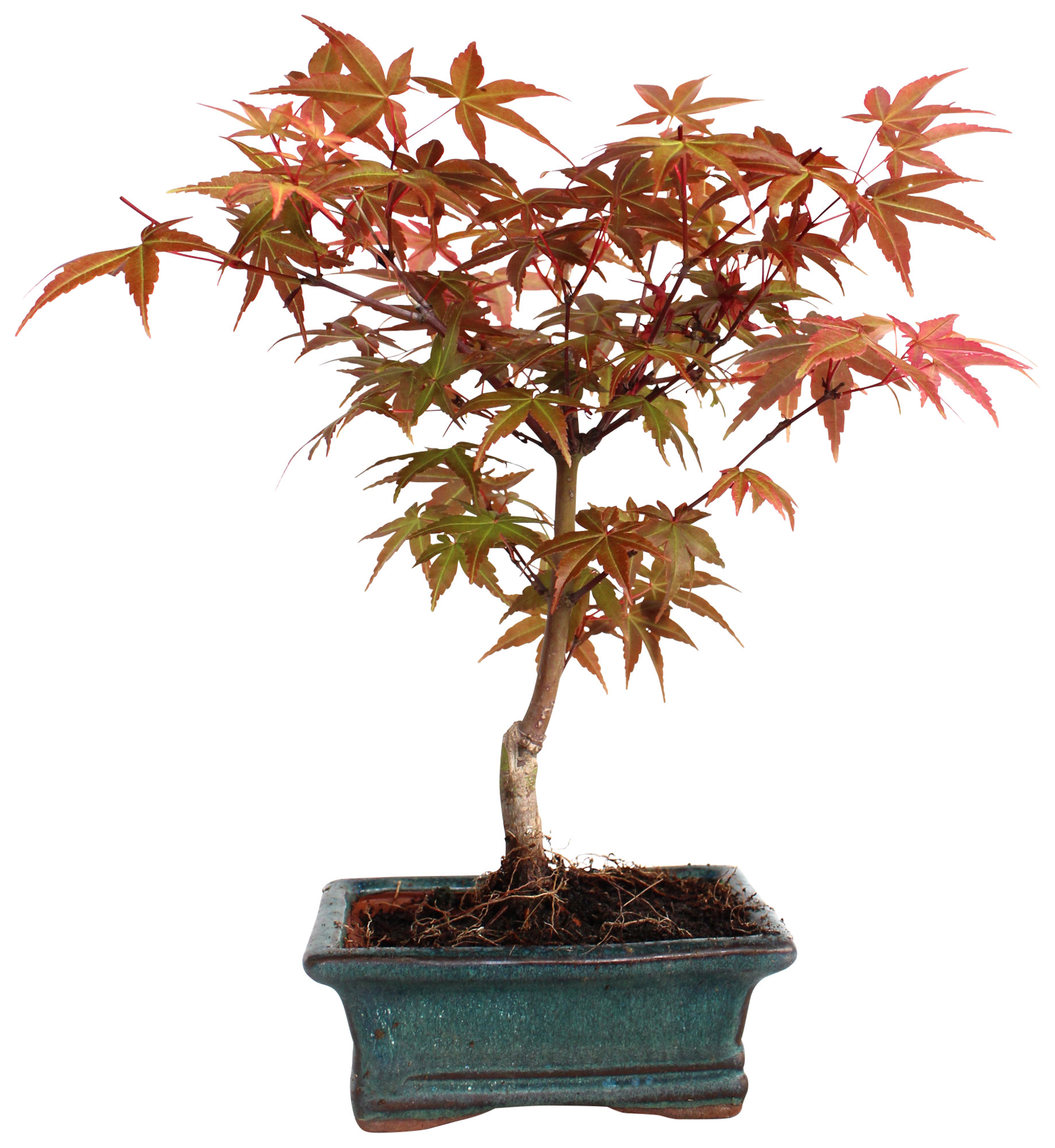  Bonsaï extérieur code EAN 8422844001128 