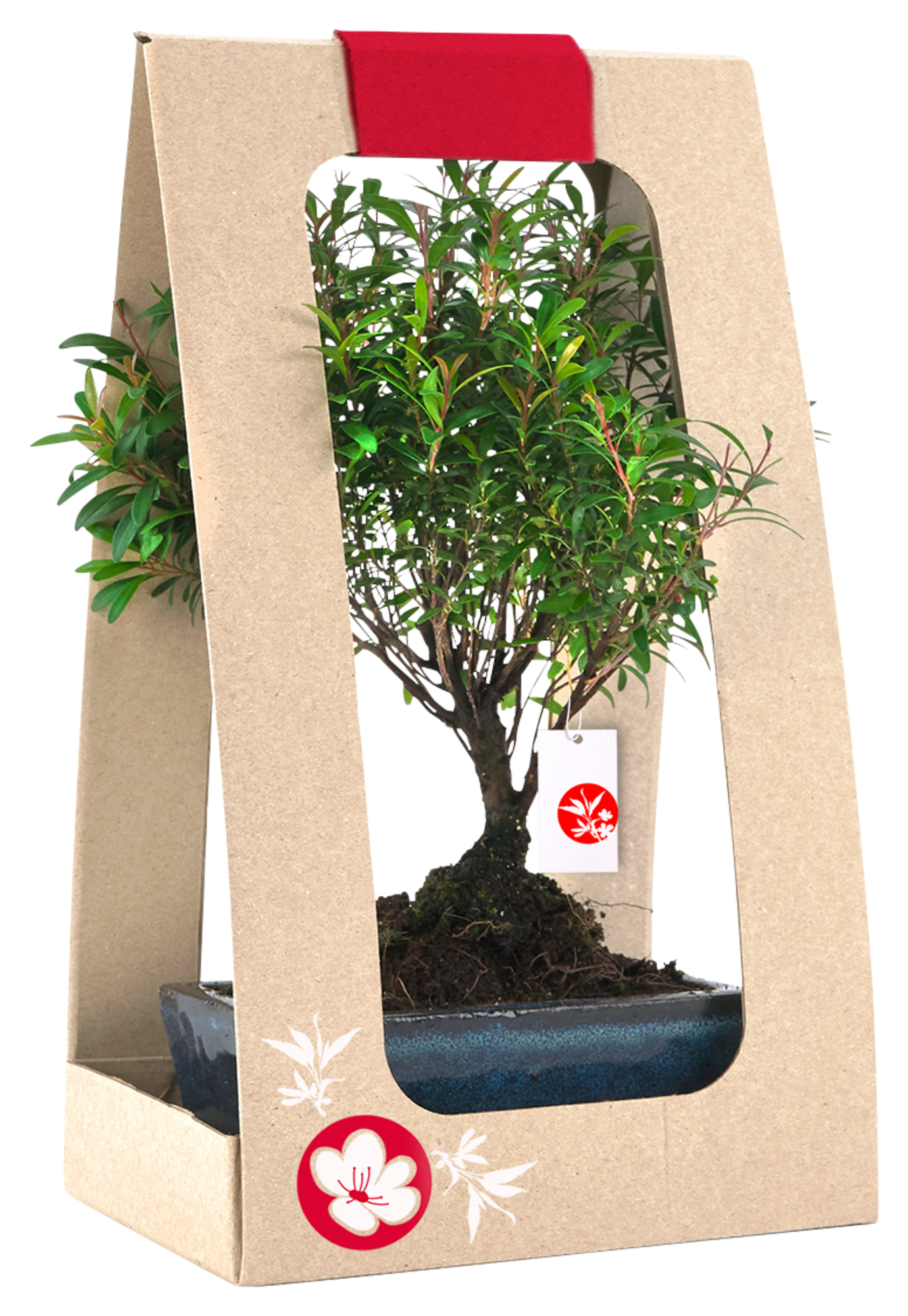  Bonsaï d'intérieur code EAN 8422844034010 