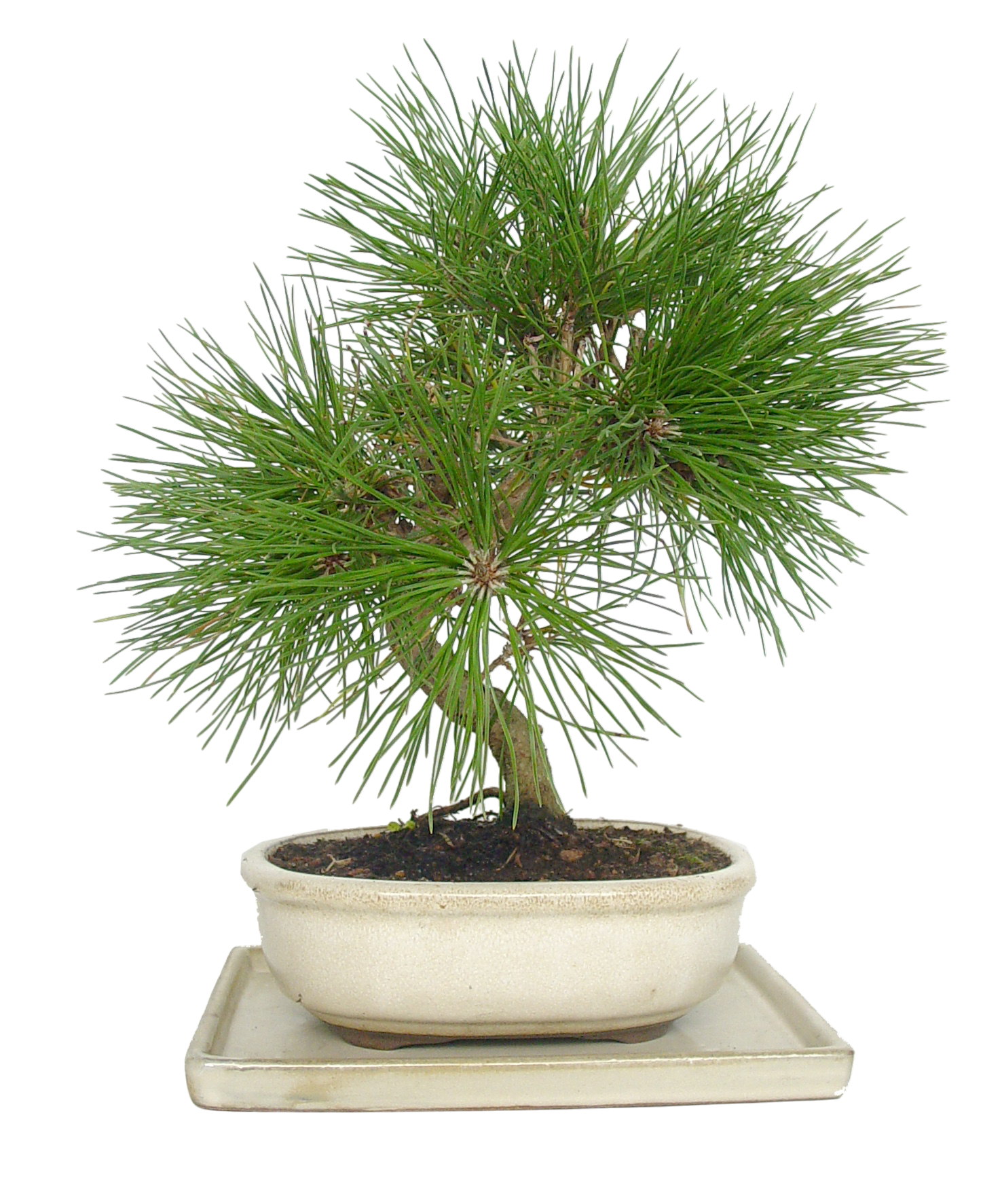 BONSAÏ D'EXTÉRIEUR 9 ANS 8422844390222 