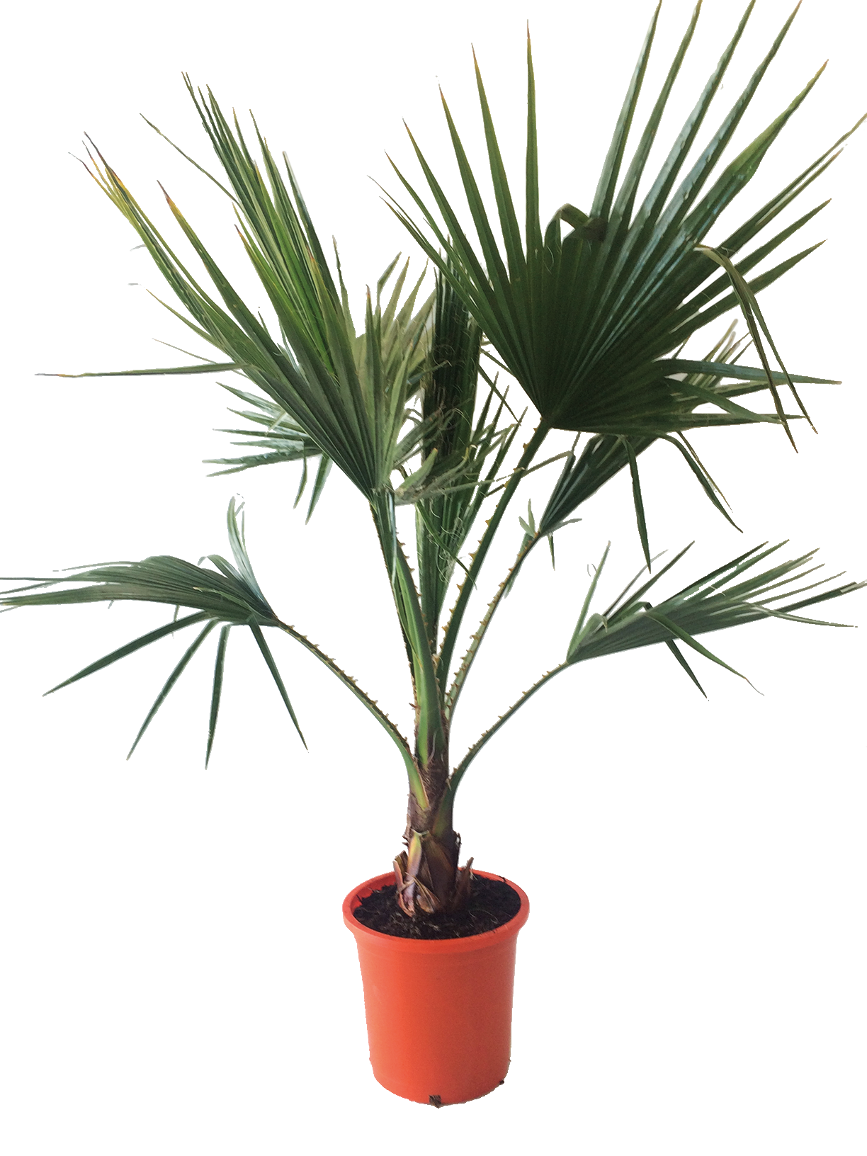  CHAMAEROPS EXCELSA code EAN 8434276000365 