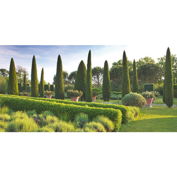  Cyprès de provence code EAN 8434276000396 