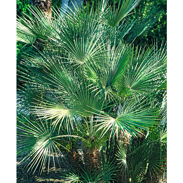  Palmier code EAN 8434276000693 