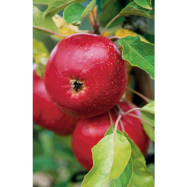 Fruitier gobelet 8434276000952 (8434276000952)