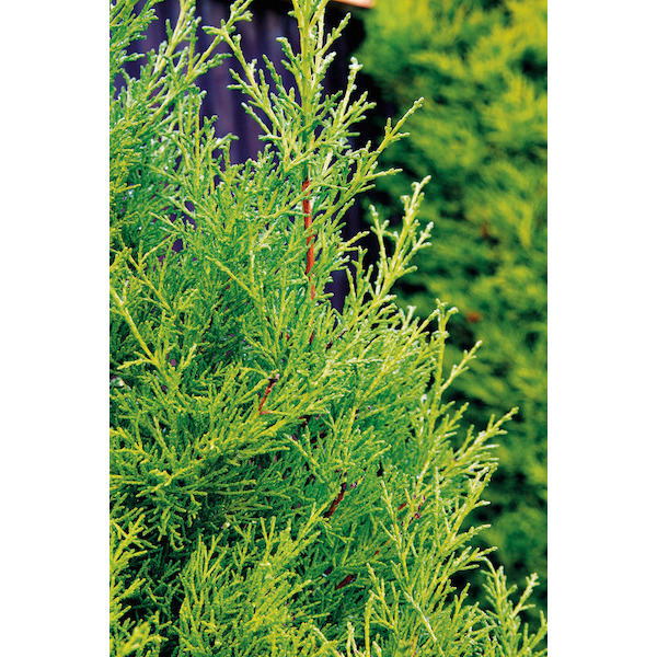  CYPRÈS DE PROVENCE code EAN 8434276001843 