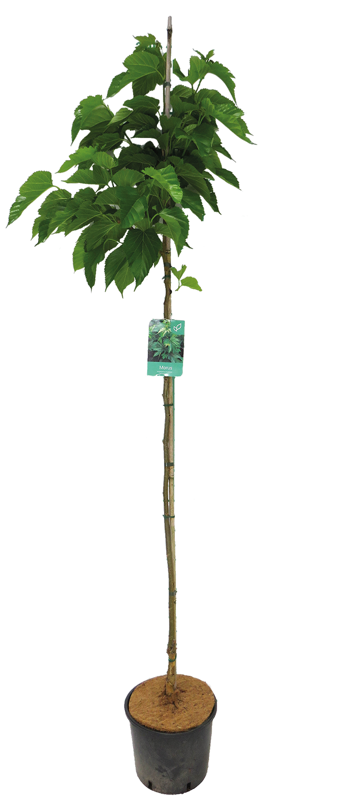  ARBRES OCÉANIQUES code EAN 8434276005124 