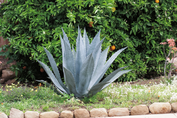 Agave (h) 8434276010081 Agave (h) 8434276010081