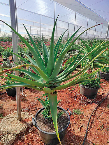 ALOE VERA 8434276040224 