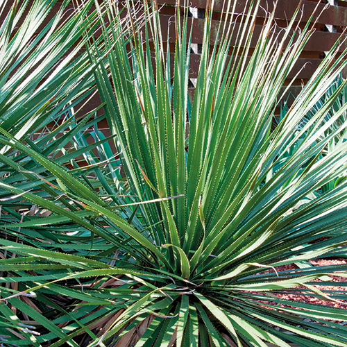  PLANTES DU DÉSERT code EAN 8434276041016 