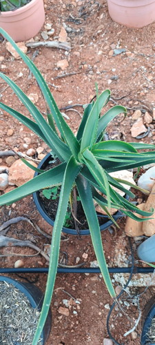 ALOE 8434276041221 