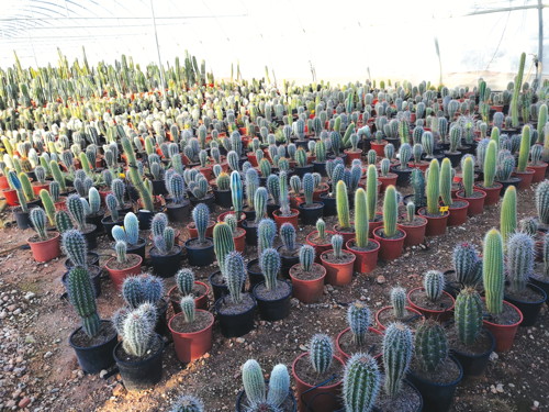COLLECTION DE CACTUS 8434276101086 