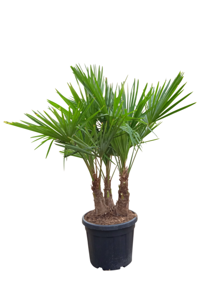 Chamaerops excelsa 3 troncs 8434276142225 Chamaerops excelsa 3 troncs 8434276142225