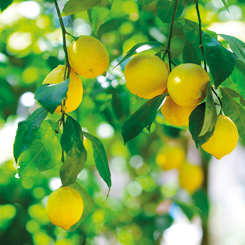  AGRUMES code EAN 8434276171201 