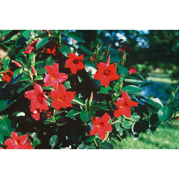 DIPLADENIA ESPALIER 8434276263043 (8434276263043)